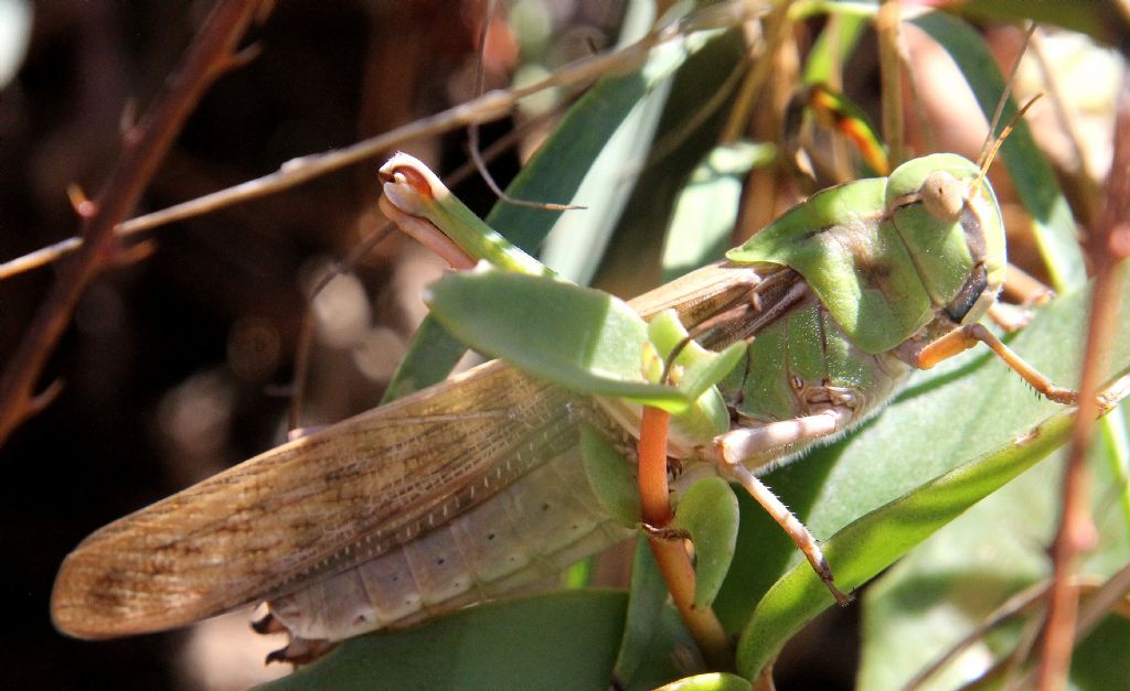 Locusta migratoria cinerascens? S